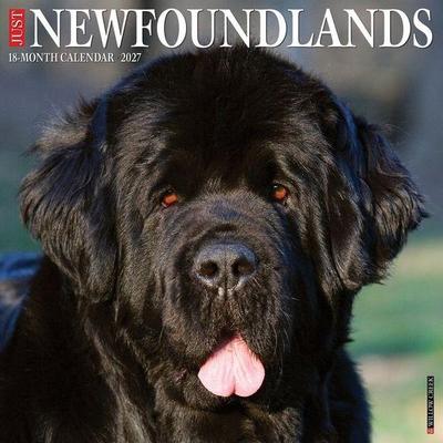 Newfoundlands 2027 12 X 12 Wall Calendar