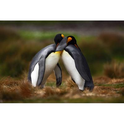 Fototapete PAPERMOON "Pinguine", bunt, B:3,5m L:2,6m, Vlies, Tapeten