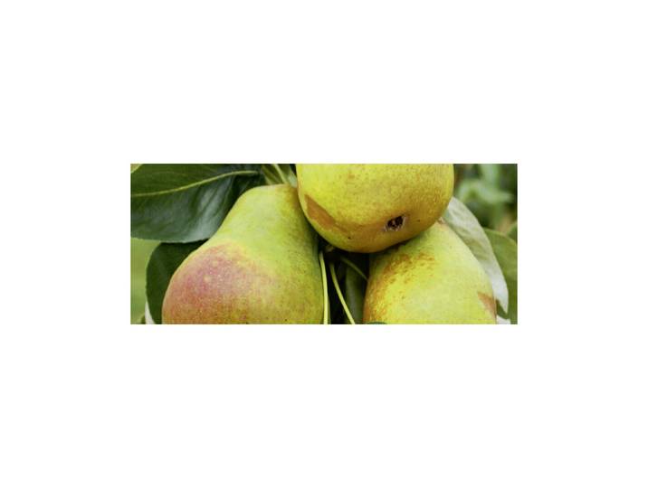 Birne Harrow Delight 160-200 cm inklusive Topf