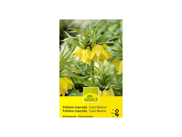 Select Blumenzwiebel Fritillaria Imperialis
