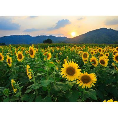 Fototapete PAPERMOON "Sunflower Field", bunt, B:3,5m L:2,6m, Vlies, Tapeten