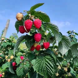 Rote Himbeere – Rubus idaeus 'Magnat'