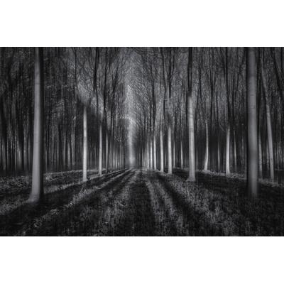 Fototapete PAPERMOON "Photo-Art JINGSHU ZHU, IN DEN WALD", bunt, B:5m L:2,8m, Vlies, Tapeten