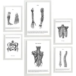 POSTER Set Mit 6 Anatomiebilder von Muskeln und Knochen, Rücken, Bein, Arm, Wirbelsäule, Becken, Rippen A3 & A4 Weißer Rahmen