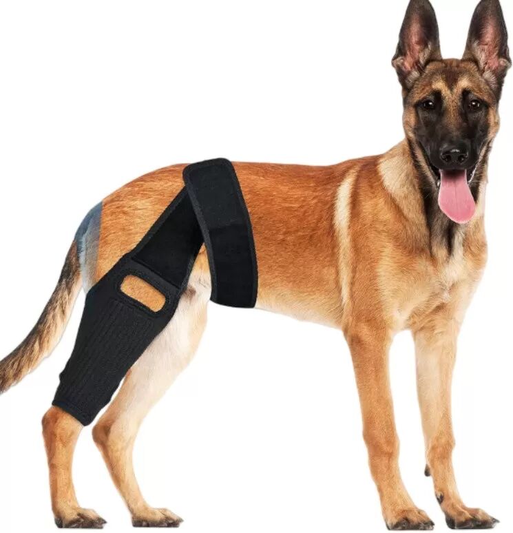 INF Orthèse de genou XL pour chien pour la récupération et le soutien du LCA