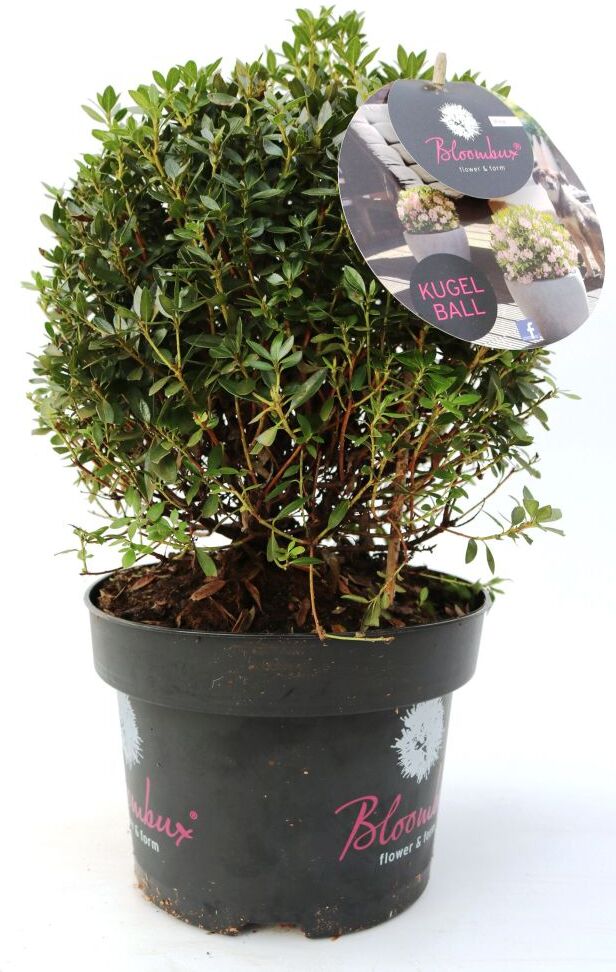 Pflanzen Rhododendron micranthum Bloombux 5 l Container
