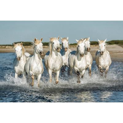 Fototapete PAPERMOON "PFERDE-CAMARGUE GALLOP STRAND MEER TIERE KÜSTE PROVENCE", bunt, B:4m L:2,6m, Vlies, Tapeten