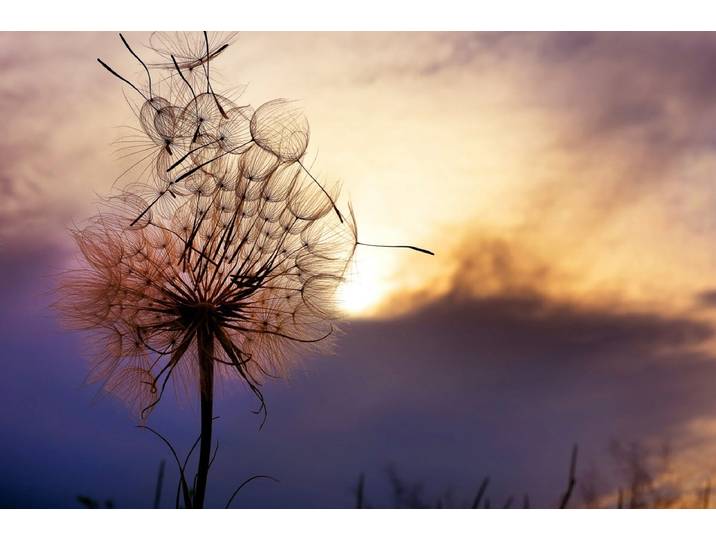 Papermoon Pusteblume