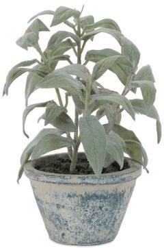 Melrose International "Potted Dusty Miller Plant 7""H"