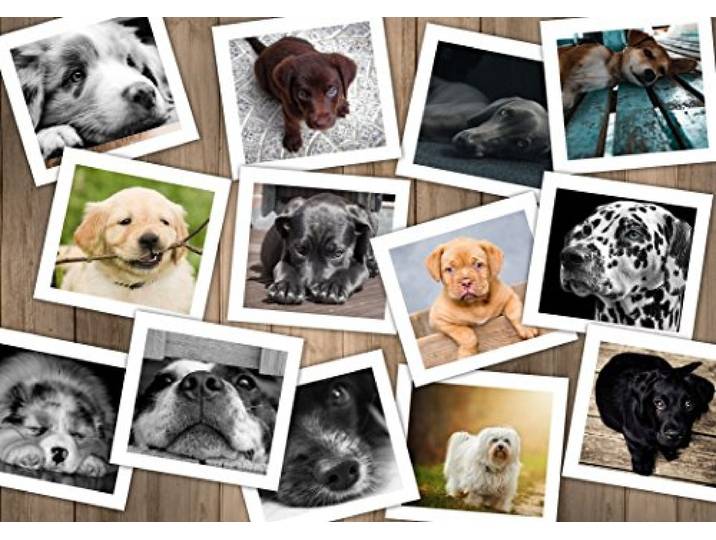 Grafika puzzel Hunde - 1500 stukjes