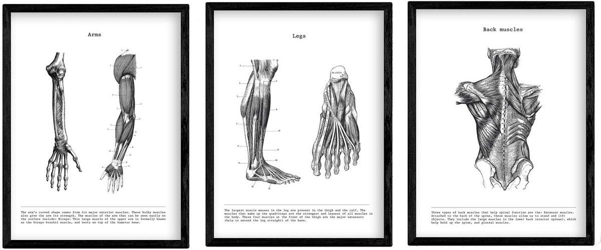 Set van 3 Zwart-Witte Anatomie Posters over het Menselijk Lichaam voor Biologie Decoratie, A4
