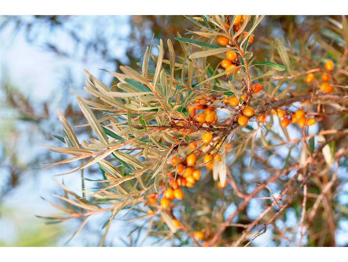 Sanddorn, weiblich Leikora ' (Hippophae rhamnoides 'Leikora '), Topfgrösse Ø22cm'