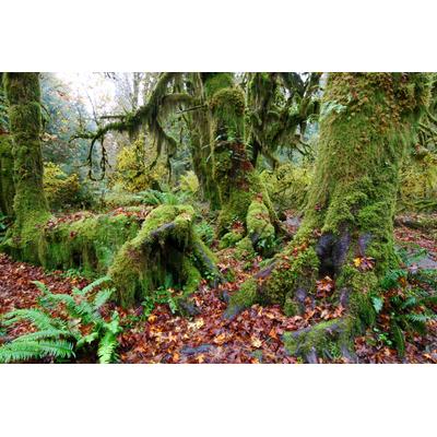 Fototapete PAPERMOON "TROPISCHER WALD-BAUM DSCHUNGEL SONNE WEG PFLANZE FARNE", bunt, B:4m L:2,6m, Vlies, Tapeten