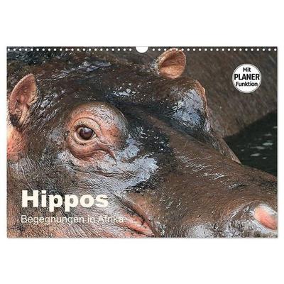 Hippos - Begegnungen in Afrika (Wandkalender 2027 DIN A3 quer), CALVENDO Monatskalender