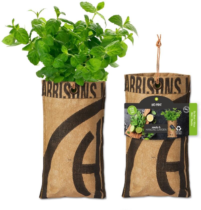 Baza Seeds hängender Garten Bio Minze