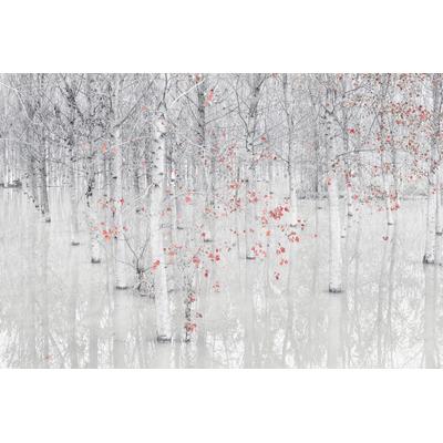 Fototapete PAPERMOON "Photo-Art FIORENZO CAROZZI, ROT EIN WEIß", bunt, B:3,5m L:2,6m, Vlies, Tapeten