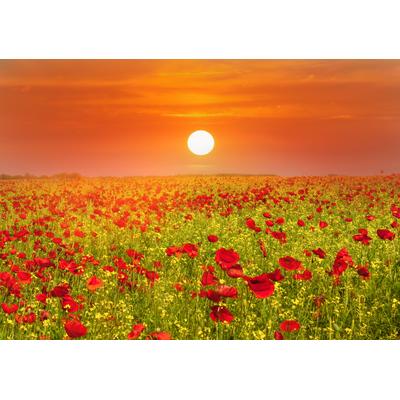 Fototapete PAPERMOON "Red Poppies Field", bunt, B:3,5m L:2,6m, Vlies, Tapeten