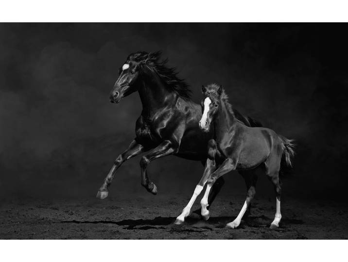 Fototapete PAPERMOON PFERDE IM GALOPP-STUTE MIT FOHLEN SCHWARZ WEIssTIERE , bunt, B:1,5m L:1,11m, Vlies, Tapeten, Fototapete