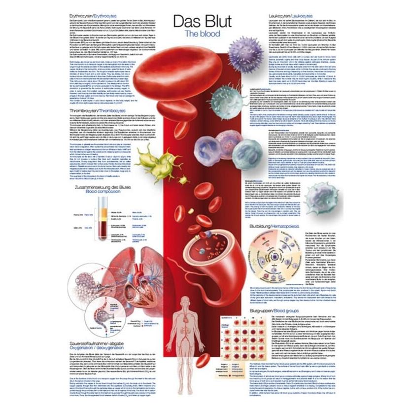 Erler Zimmer Lehrtafel Das Blut, 50x70cm (EZ-AL565)