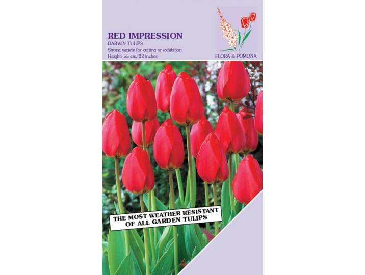 Tulp Red Impression 12 bollen