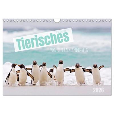 Tierisches von den Falklandinseln (Wandkalender 2026 DIN A4 quer), CALVENDO Monatskalender