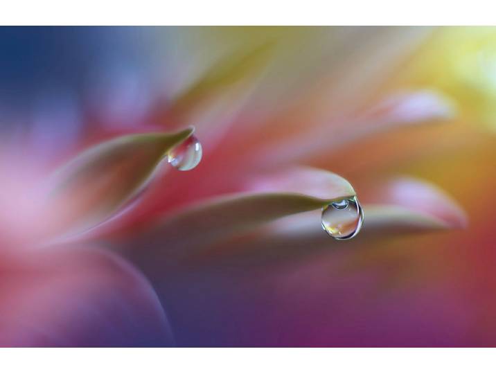 Fototapete PAPERMOON Zen Wassertropfen mit Blume Makro , bunt, B:4,5m L:2,8m, Vlies, Tapeten, Fototapete