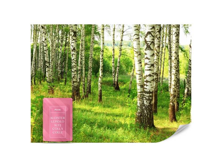 FOTOTAPETE für Esszimmer Birkenwald Bäume Natur 3D 200x140