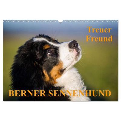 Treuer Freund Berner Sennenhund (Wandkalender 2026 DIN A3 quer), CALVENDO Monatskalender