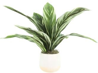 Creative Labs Variegated Cordyline Plant