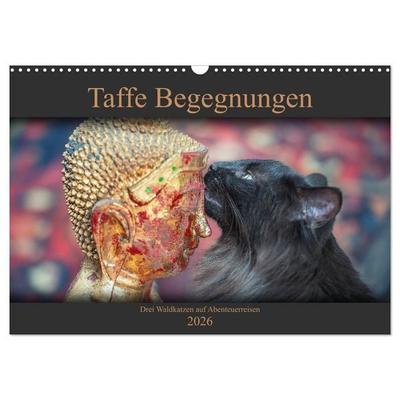 Taffe Begegnungen-Drei Waldkatzen auf Abenteuerreisen (Wandkalender 2026 DIN A3 quer), CALVENDO Monatskalender