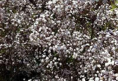 6 x Gypsophila paniculata Bristol Fairy Gipskruid, Pot 9 x 9 cm