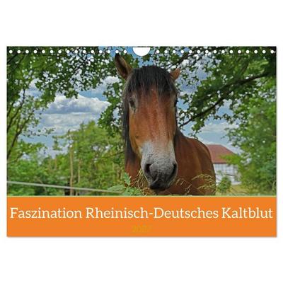 Faszination Rheinisch-Deutsches Kaltblut (Wandkalender 2027 DIN A4 quer), CALVENDO Monatskalender