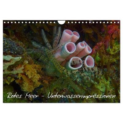 Rotes Meer - Unterwasserimpressionen (Wandkalender 2026 DIN A4 quer), CALVENDO Monatskalender