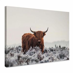 AS-Creation Wandbild Hochlandrind, Leinwand, Querformat, 70 x 50 cm
