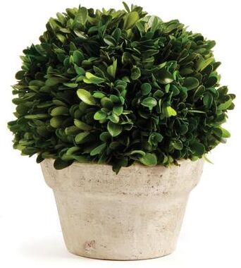 Porch & Petal Boxwood Ball In Pot Medium - Green
