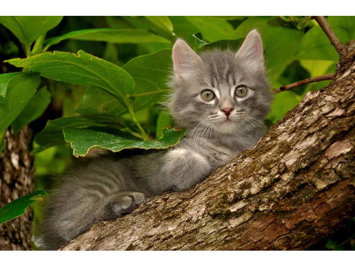 Fototapete PAPERMOON Katze im Baum , bunt, B:1,5m L:1,11m, Vlies, Tapeten, Fototapete