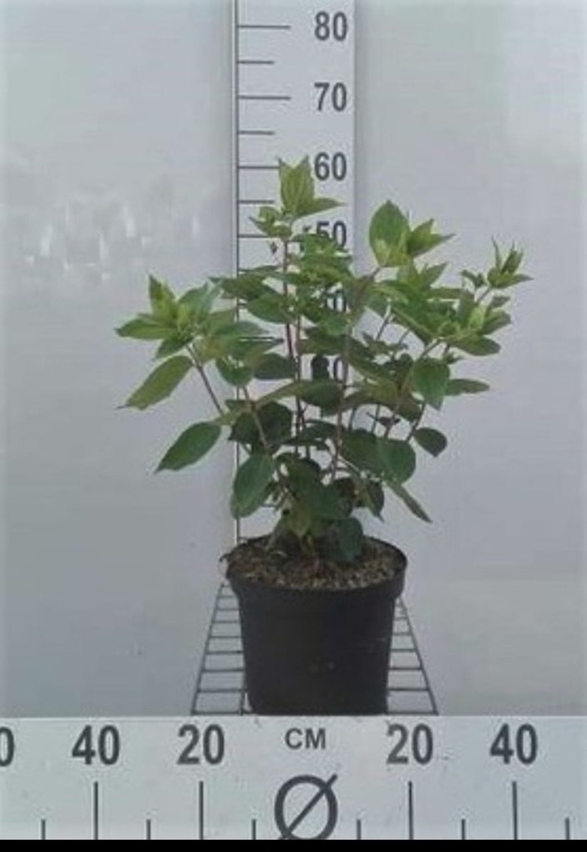 Hydrangea paniculata 'Grandiflora' Pluimhortensia in pot, 40-50 cm