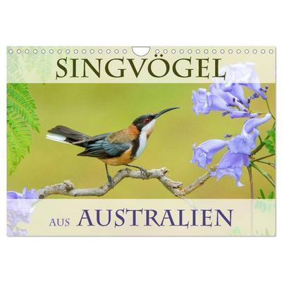 Singvögel aus Australien (Wandkalender 2026 DIN A4 quer), CALVENDO Monatskalender