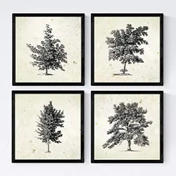 POSTER Set mit 4 Blättern der Bäume ohne Blüten 20x20cm Schwarzer Rahmen