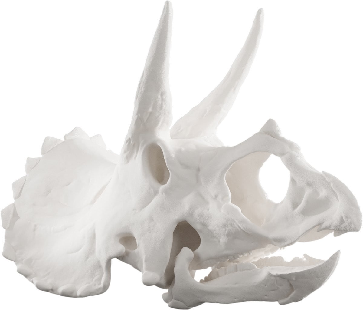 Triceratops Schedel Decoratie - Wit - 1:4 Schaalmodel Dinosaurus Replica - Anatomisch Model