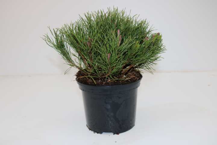 Pflanzen B&L; Krummholz-Kiefer 20-25 cm hoch 2 L Container