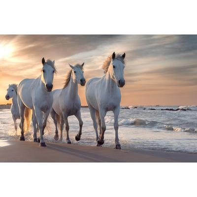 Fototapete PAPERMOON "PFERDE-CAMARGUE GALLOP STRAND MEER TIERE KÜSTE PROVENCE", bunt, B:2m L:1,49m, Vlies, Tapeten