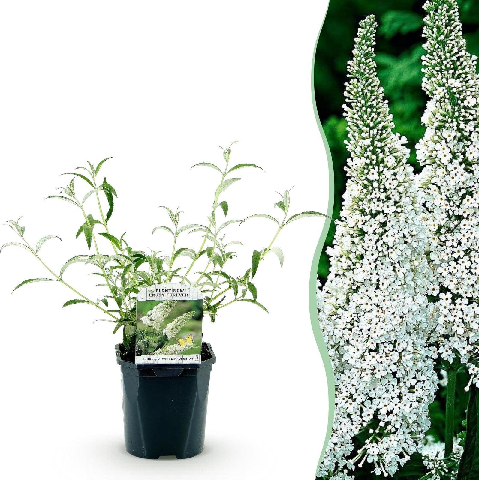 Buddleja davidii White Profusion Vlinderstruik Wit 25-40cm Ø18cm van Pflanzenboutique