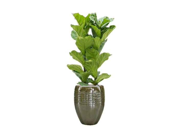 Pflanzen Arrangement „Ficus lyrata in Traces“ Keramik Baq Design