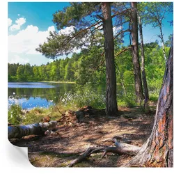 FOTOTAPETE 250x250 cm - Waldlandschaft