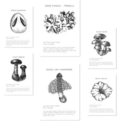 POSTER Set Mit 6 Pilzkomposition, Arten Und Details A3 & A4 Rahmenlos