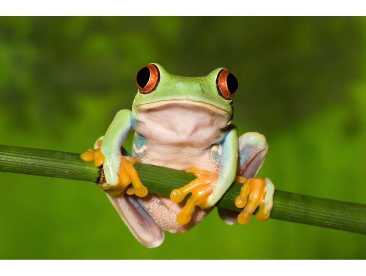 Fototapete PAPERMOON Frosch , bunt, B:1,5m L:1,11m, Vlies, Tapeten, Fototapete