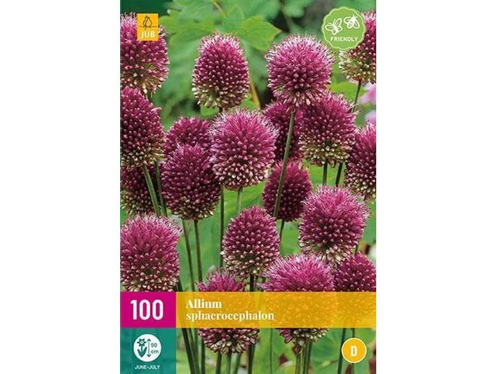 Jub Holland - bloembollen - Allium/Sierui Sphaerocephalon - maat 5/6 - 100 stuks