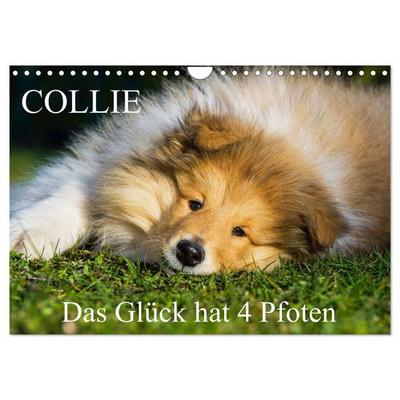 Collie - Das Glück hat 4 Pfoten (Wandkalender 2027 DIN A4 quer), CALVENDO Monatskalender