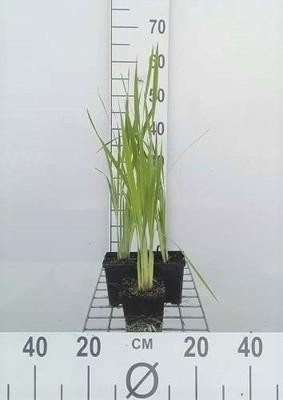 6 x Siberische iris Iris sibirica in pot van 9 x 9 cm van GRDplanten